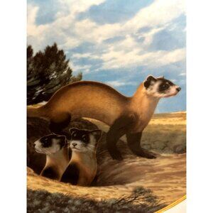Vintage Art Plate by Will Nelson The Black-Footed Ferret Gold Trim